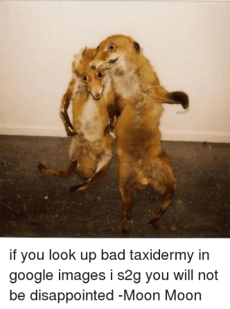 if-you-look-up-bad-taxidermy-in-google-images-i-8591450