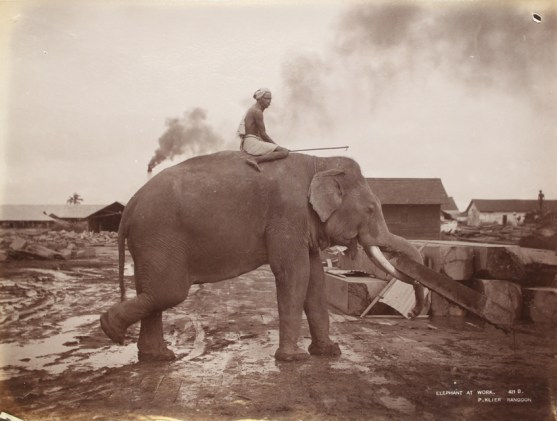 Elephant at work - Rangoon